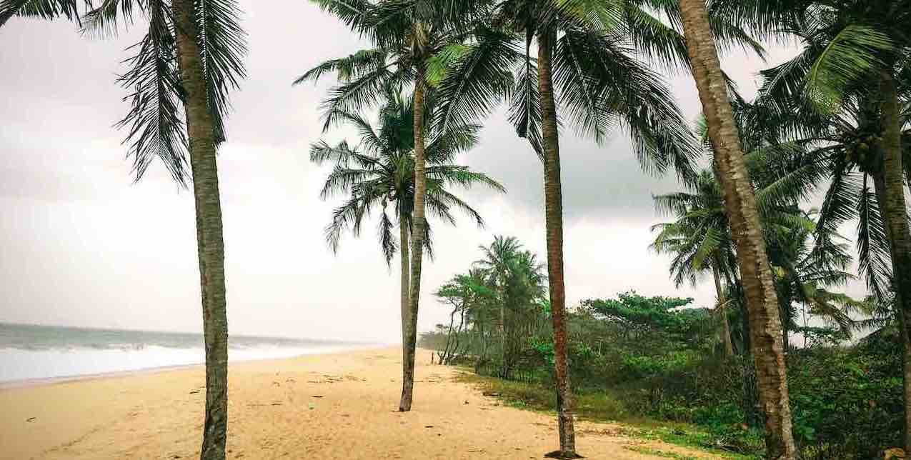 Coconut trees along the beach